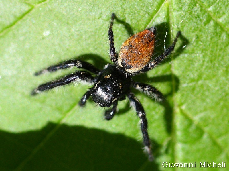 Carrhotus xanthogramma,  maschio  - Magenta (MI)